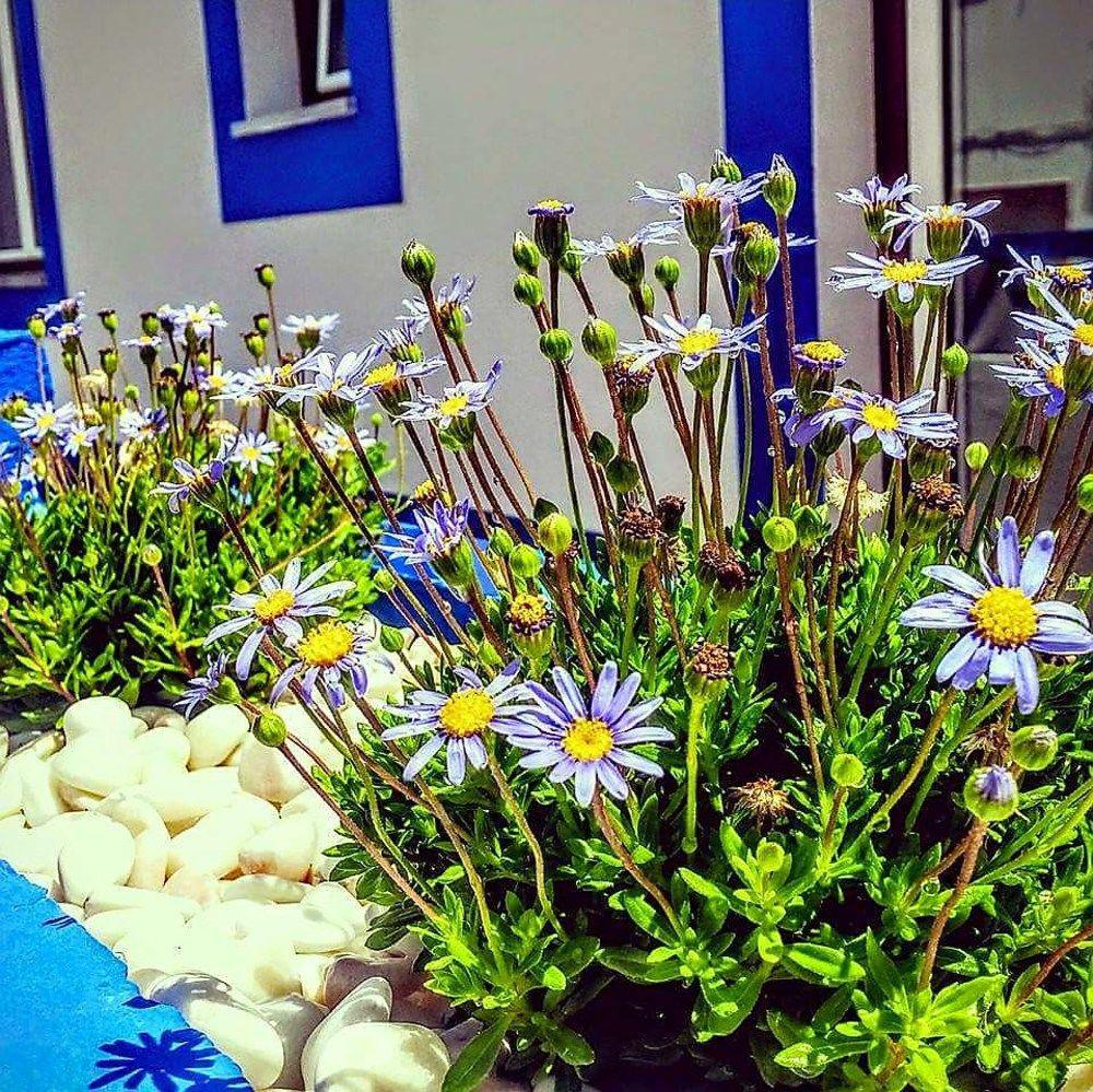 Pure Flor De Esteva Віла-ду-Бішпу Екстер'єр фото
